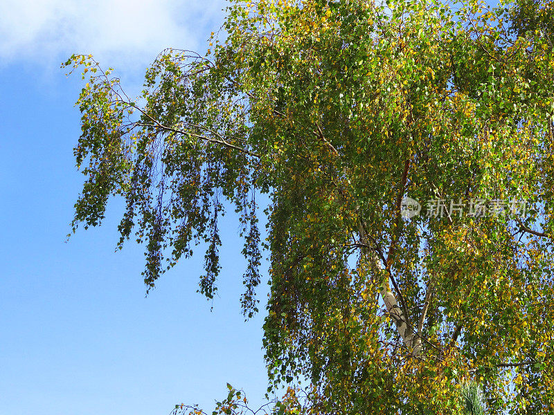 普通的白桦树的图像，哭泣的树枝/秋叶(桦木Pendula)